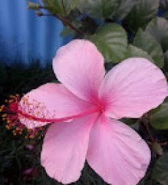 Joy children's home-Ruiru